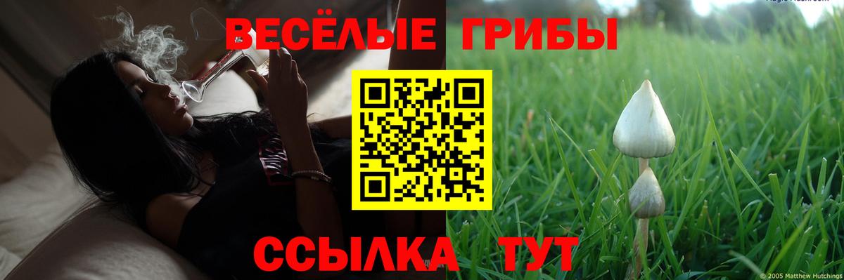Нальчик  Псилоцибиновые грибы Psilocybe  что такое наркотик  Вход с VPN 